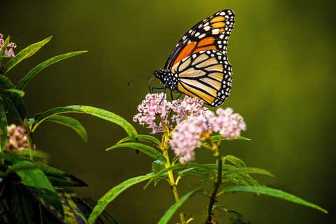 Milkweed Monarch